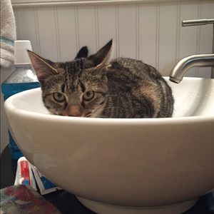 Meet your Posher, Vanessa